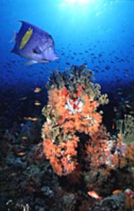 anglefish- red sea using aqatica 90 with 20mm lens. by shmulik blum 